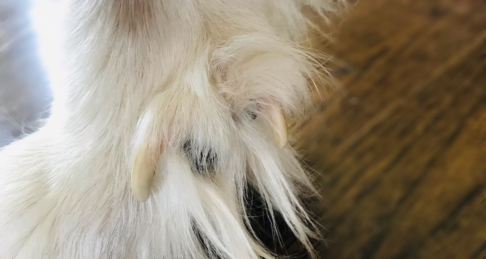 Great Pyrenees and Double Dew Claws 