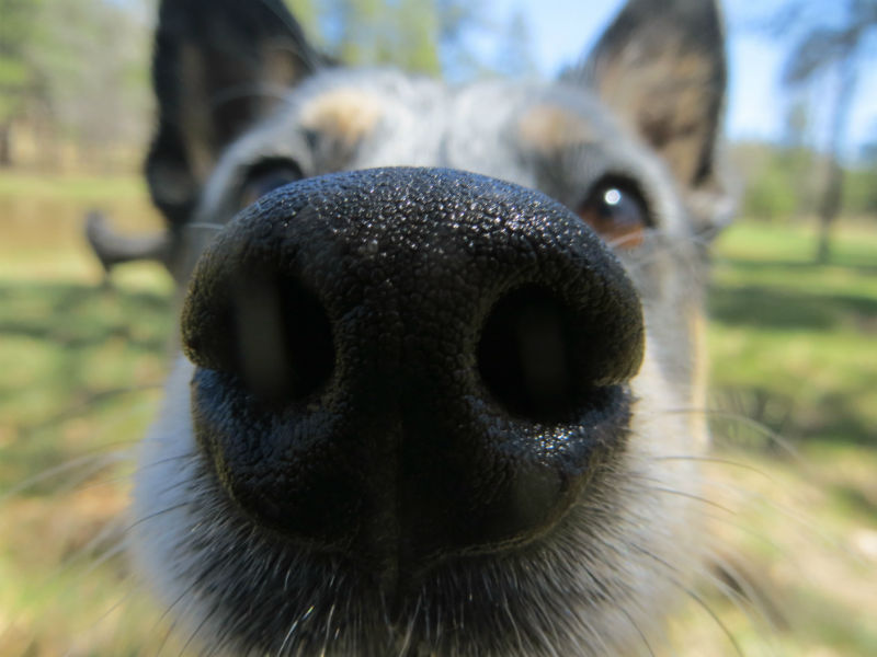 Can Dogs Break Their Nose? Vet Answers 