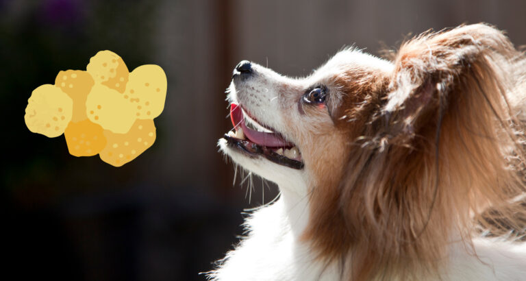 Hash Browns for Dogs: Are they safe?  
