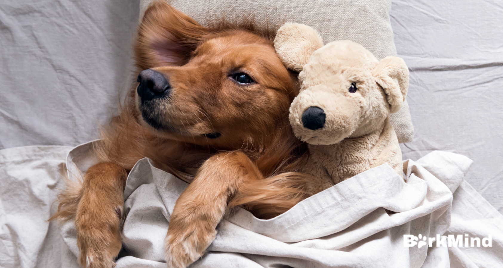 Canine Epilepsy: 5 Important Tips If Your Dog Has A Seizure 