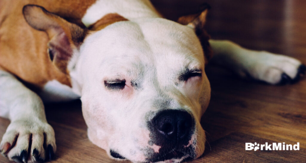 Canine Epilepsy: 5 Important Tips If Your Dog Has A Seizure 
