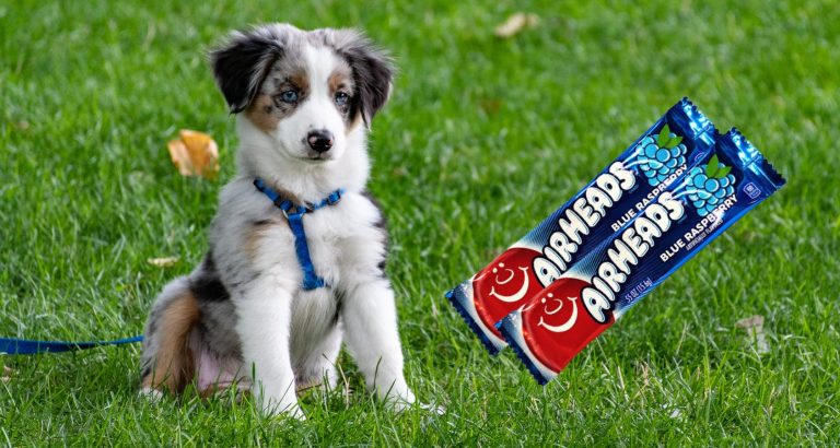 Are Airheads Safe for Dogs To Eat?