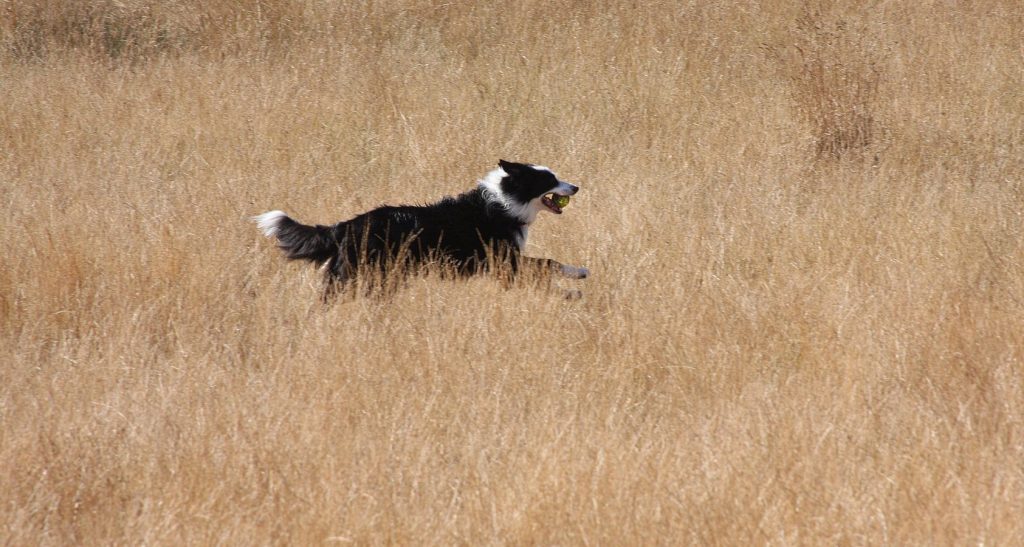 why are border collies so smart