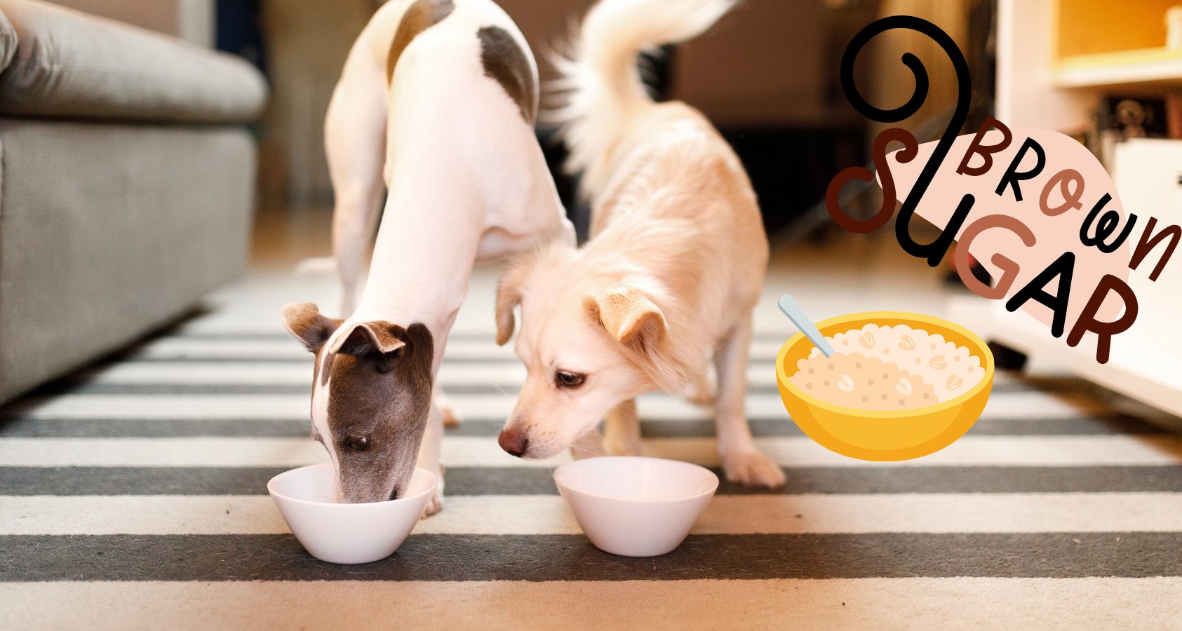 Can Dogs Eat Brown Sugar Oatmeal? An Important Question