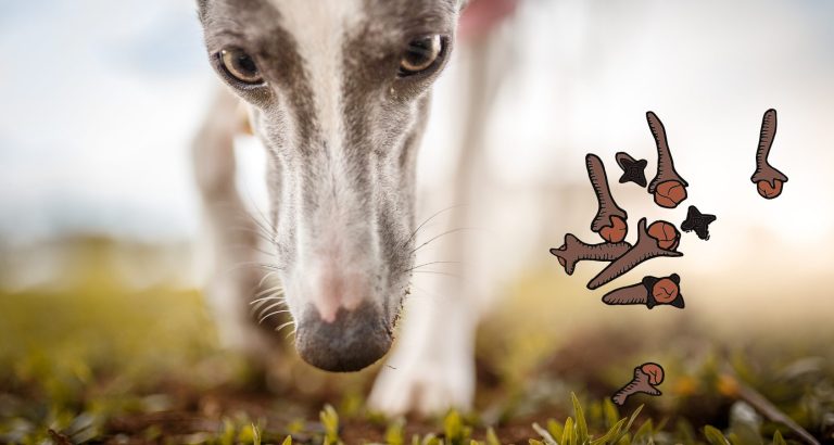 Can Dogs Eat Cloves? What Experts Say