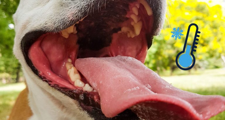 9 Reasons Why Your Dog’s Mouth Is Cold