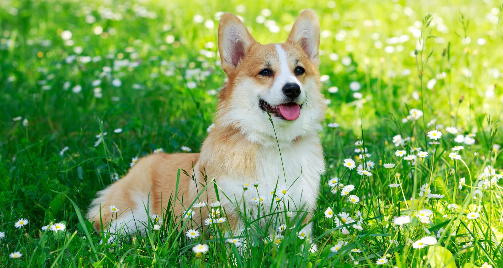 How To Groom Your Fluffy Corgi At Home? - 6 Things You Should Know