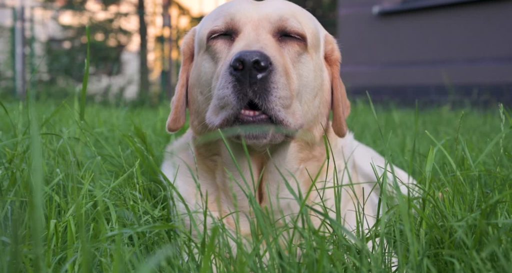 Can Dogs Eat Coconut Shrimp? Vet Reviewed