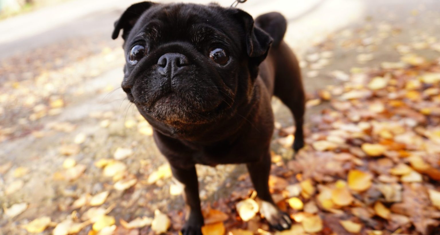 Why Dogs Hate It When You Blow in Their Face Full Guide