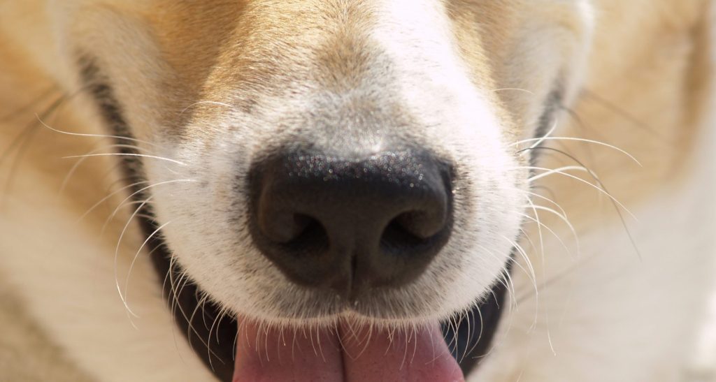 9 Reasons Why Your Dog's Mouth Is Cold