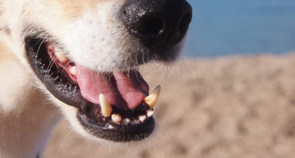 9 Reasons Why Your Dog's Mouth Is Cold