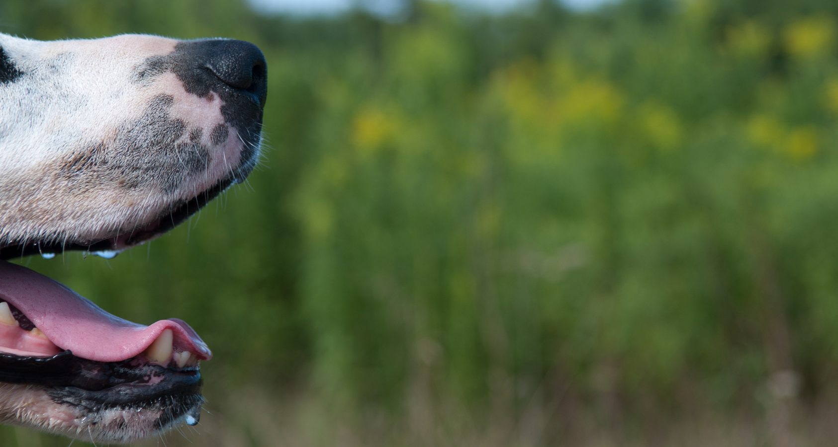 9 Reasons Why Your Dog's Mouth Is Cold Vet Barkmind