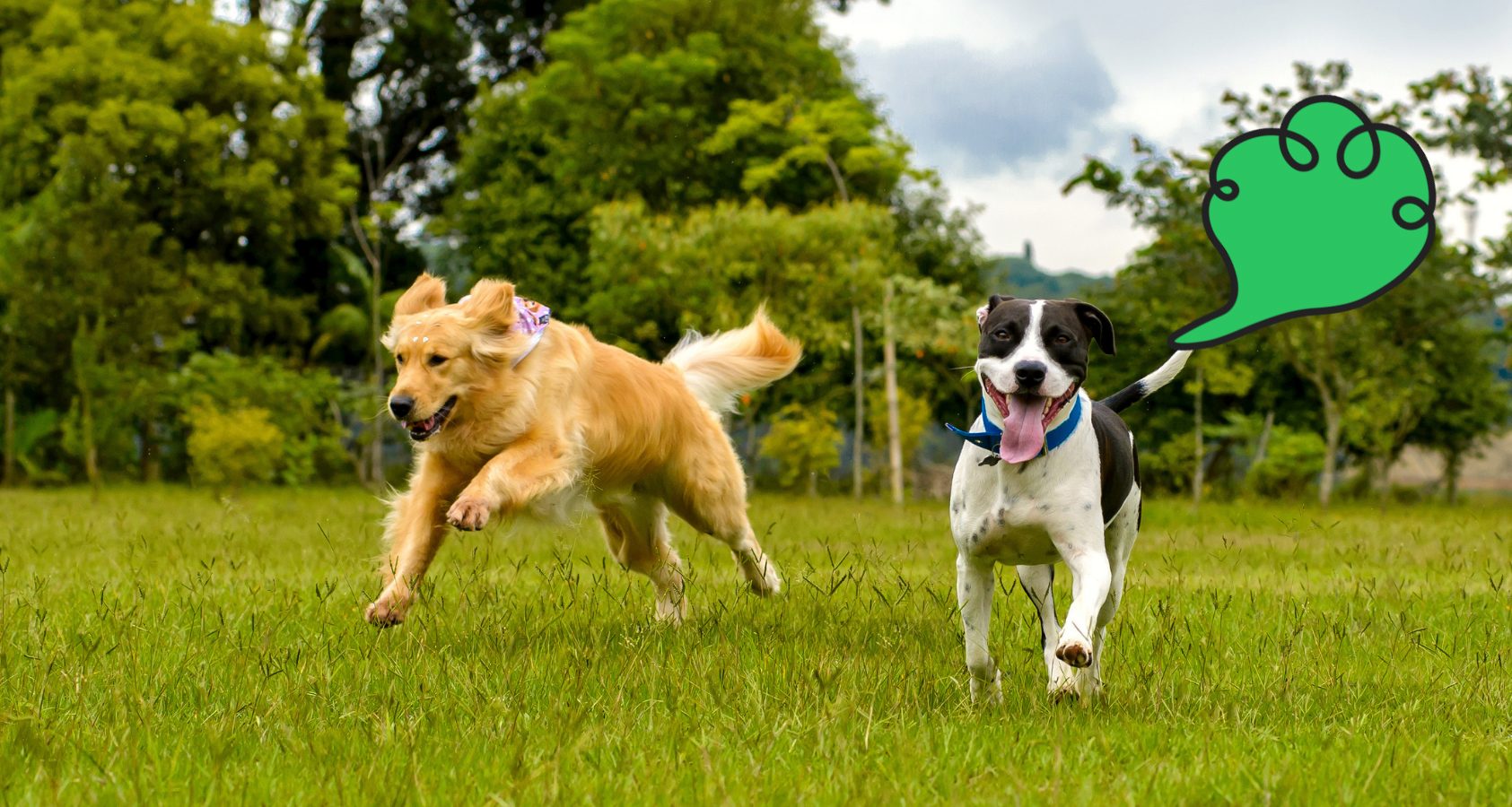 Why Dogs Fart After Neutering and What to Expect