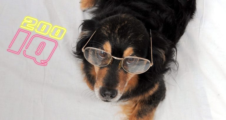 Average IQ Of A Dog: Dog Intelligence & IQ Tests