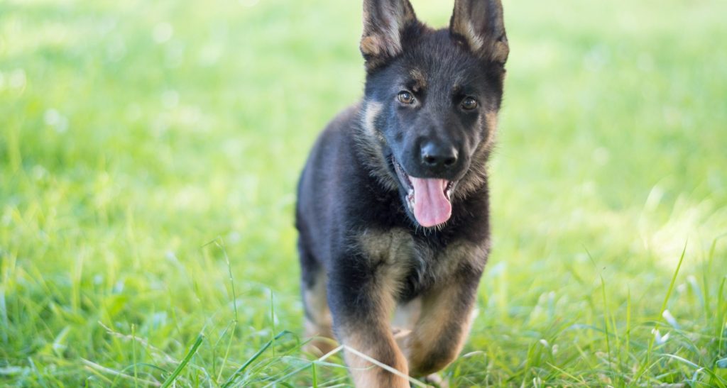 A Complete Guide On 4-Month-Old German Shepherds