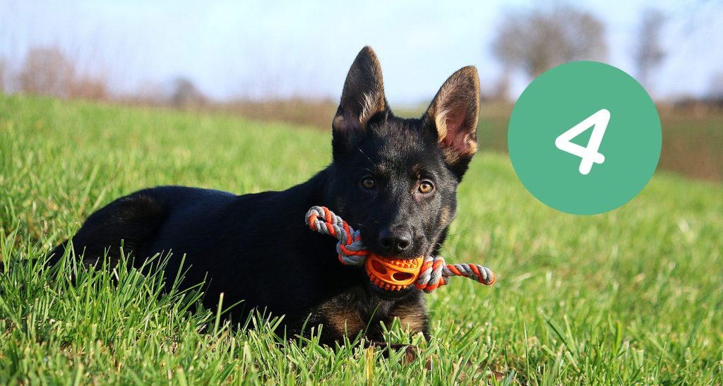 4 Month Old German Shepard's - The Complete Guide | Bark