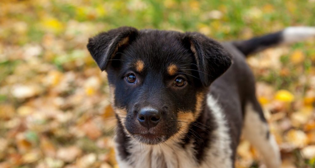 puppy german shepard 