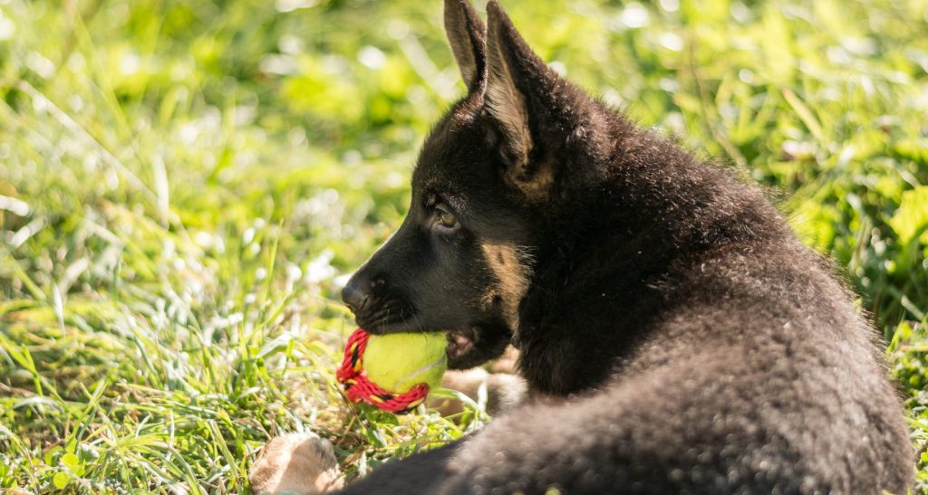 A Complete Guide On 4-Month-Old German Shepherds