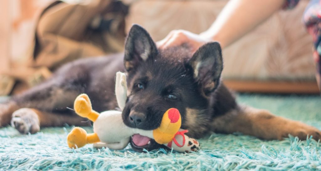 A Complete Guide On 4-Month-Old German Shepherds