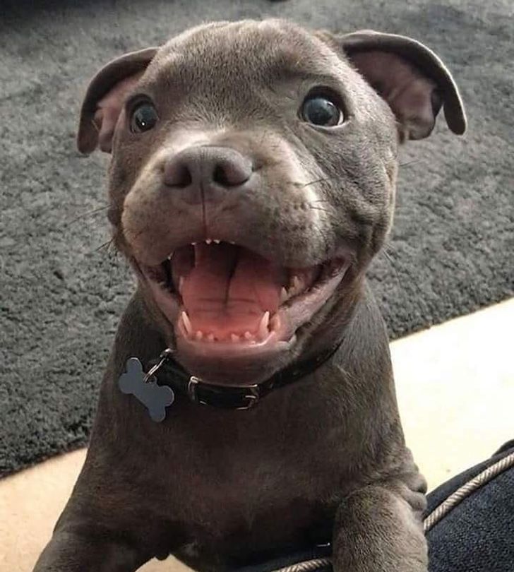 Can Pitbulls Tolerate Cold Weather