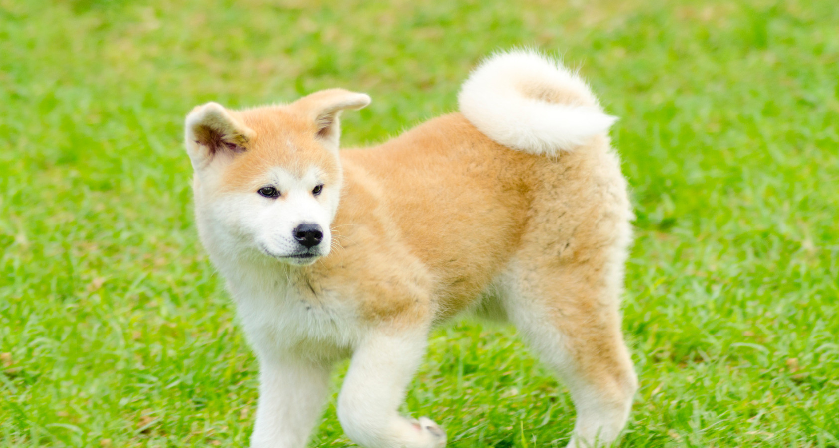 Akita Dog like Chow Chow