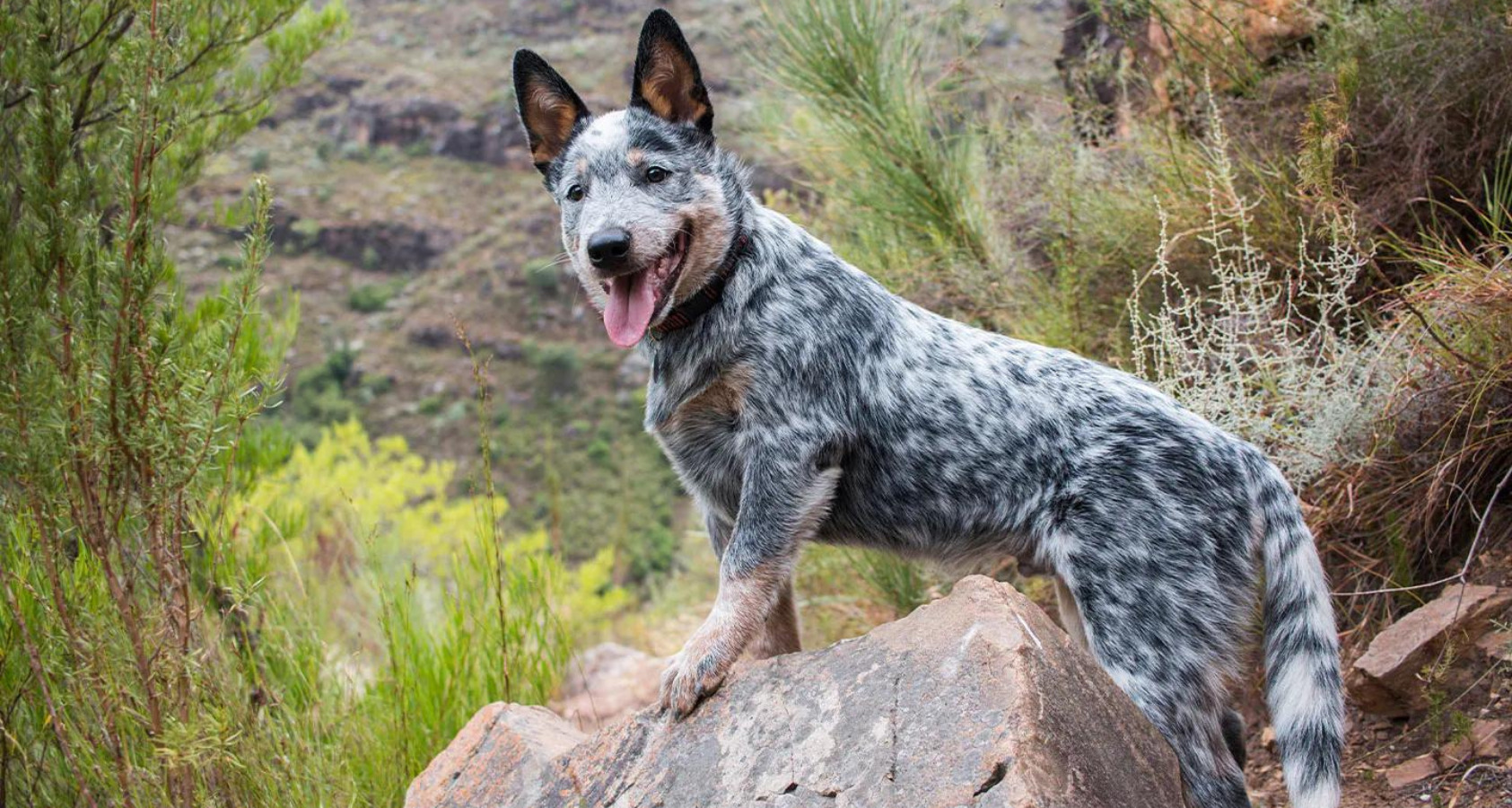 Australian Cattle Dog like Border Collie