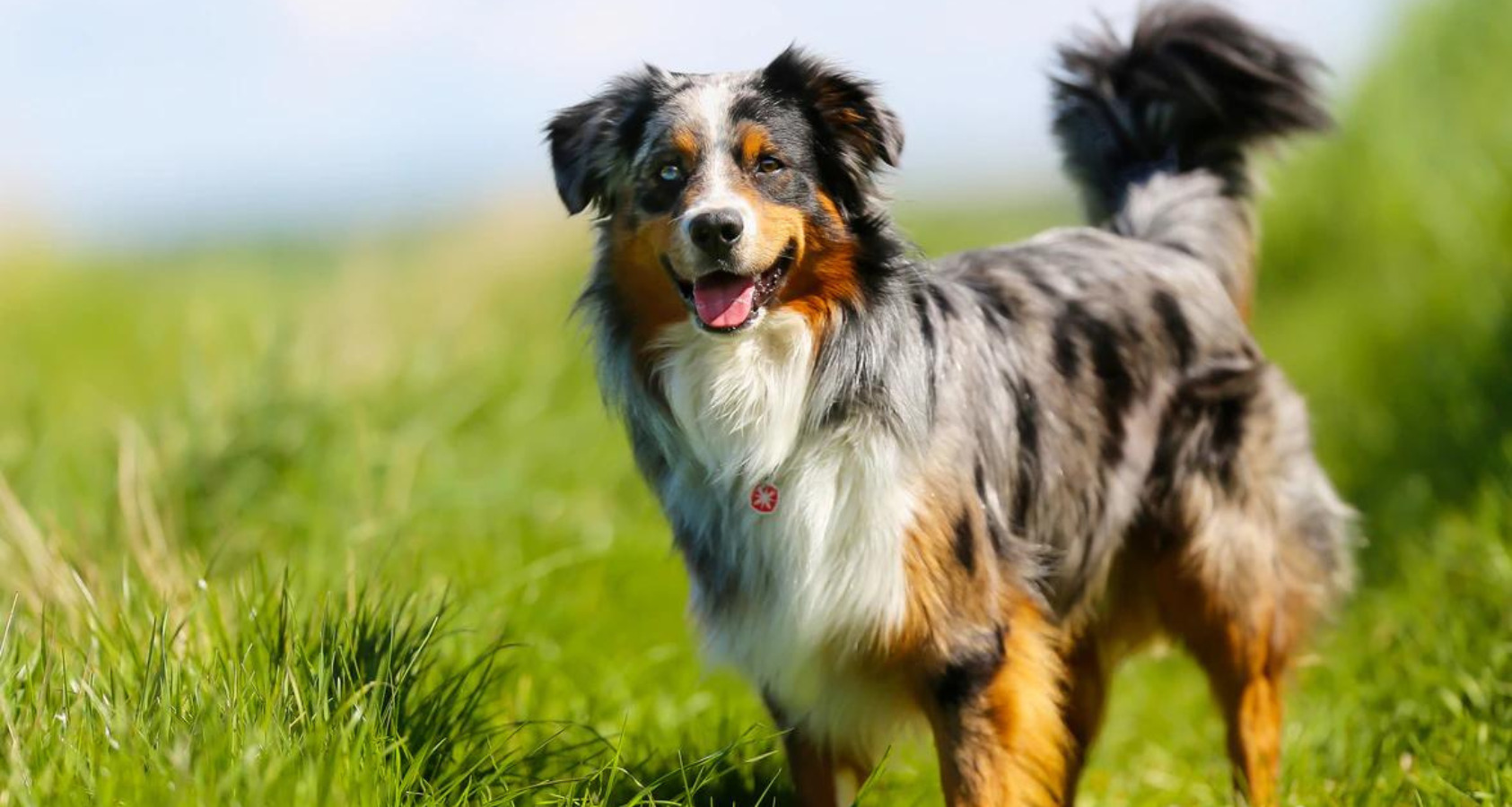 Australian Shepherd like border Collie