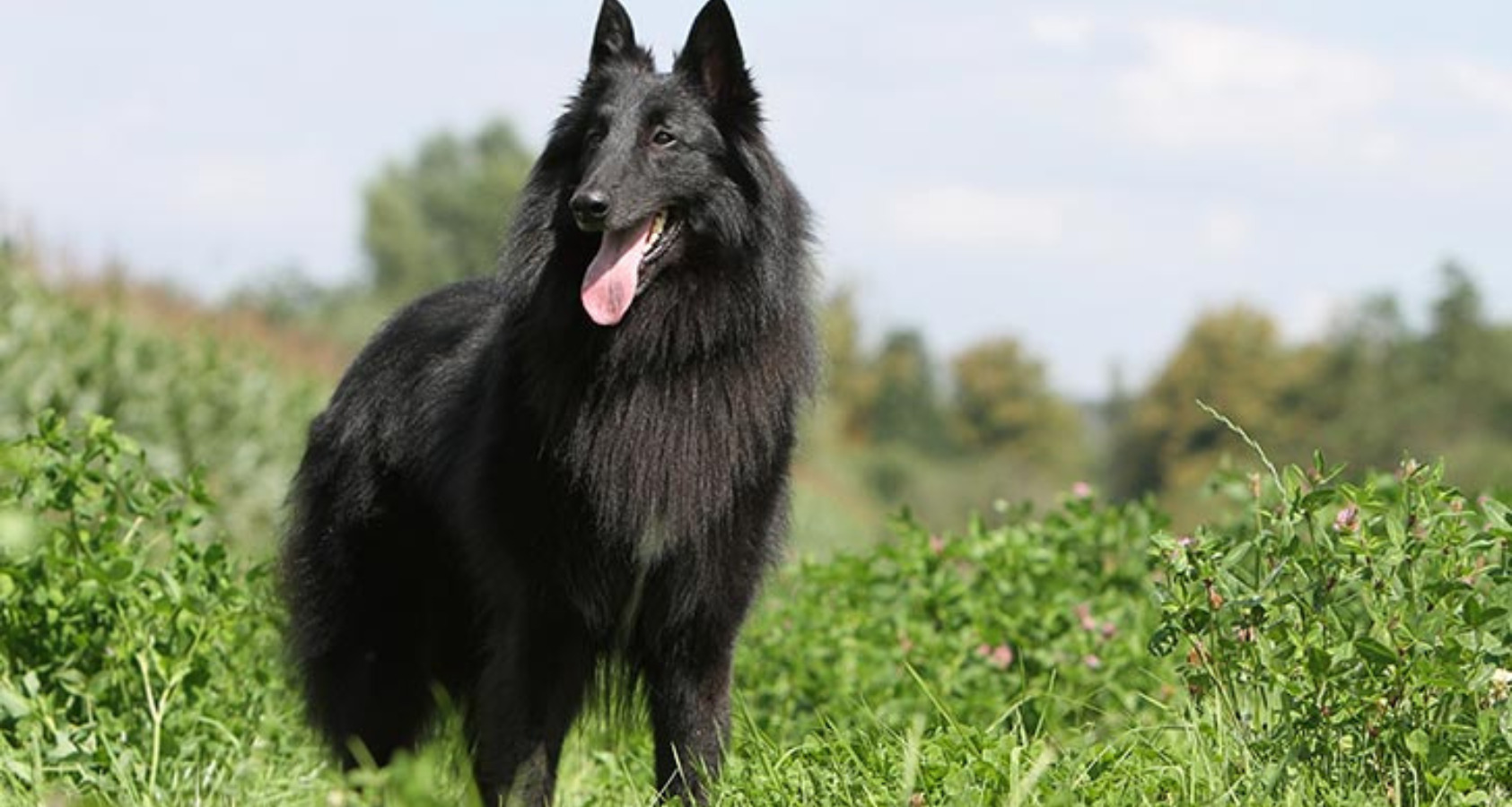 Belgian Sheepdog like border Collie