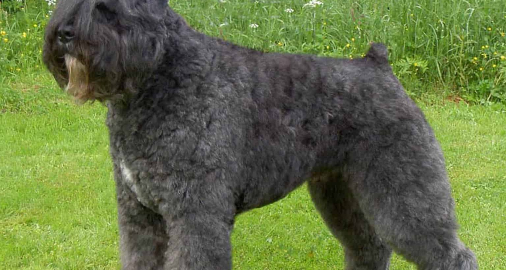 Bouvier Des Flandres Chow Chow Looking Dog