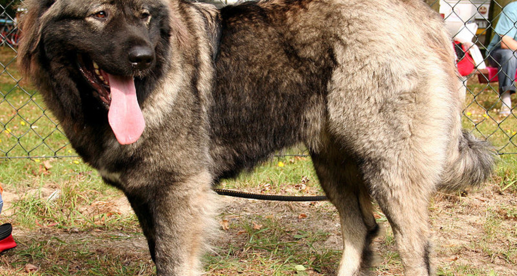 Caucasian Shepherd Dog like Chow Chow