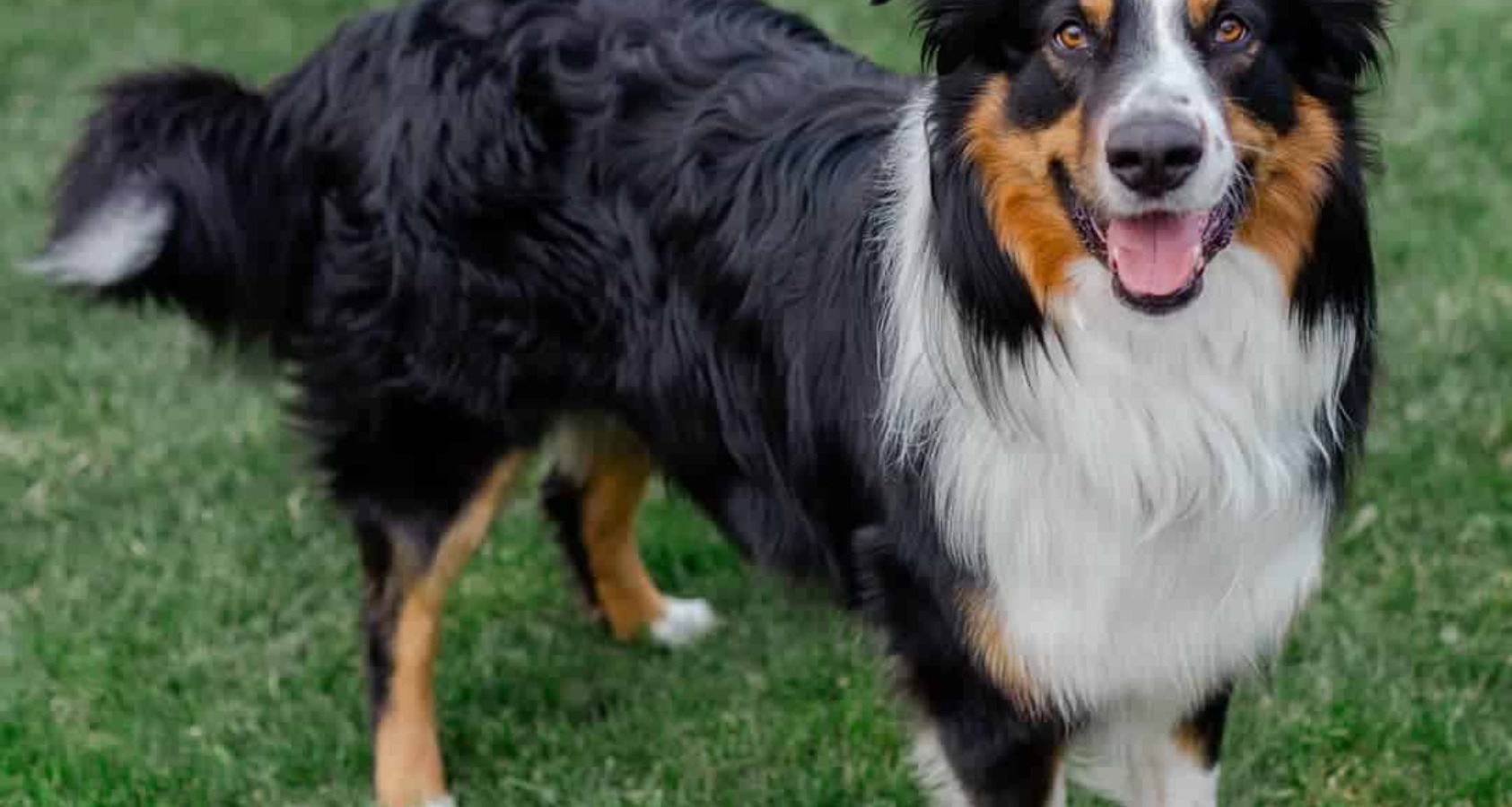 English Shepherd Dog like Border Collie