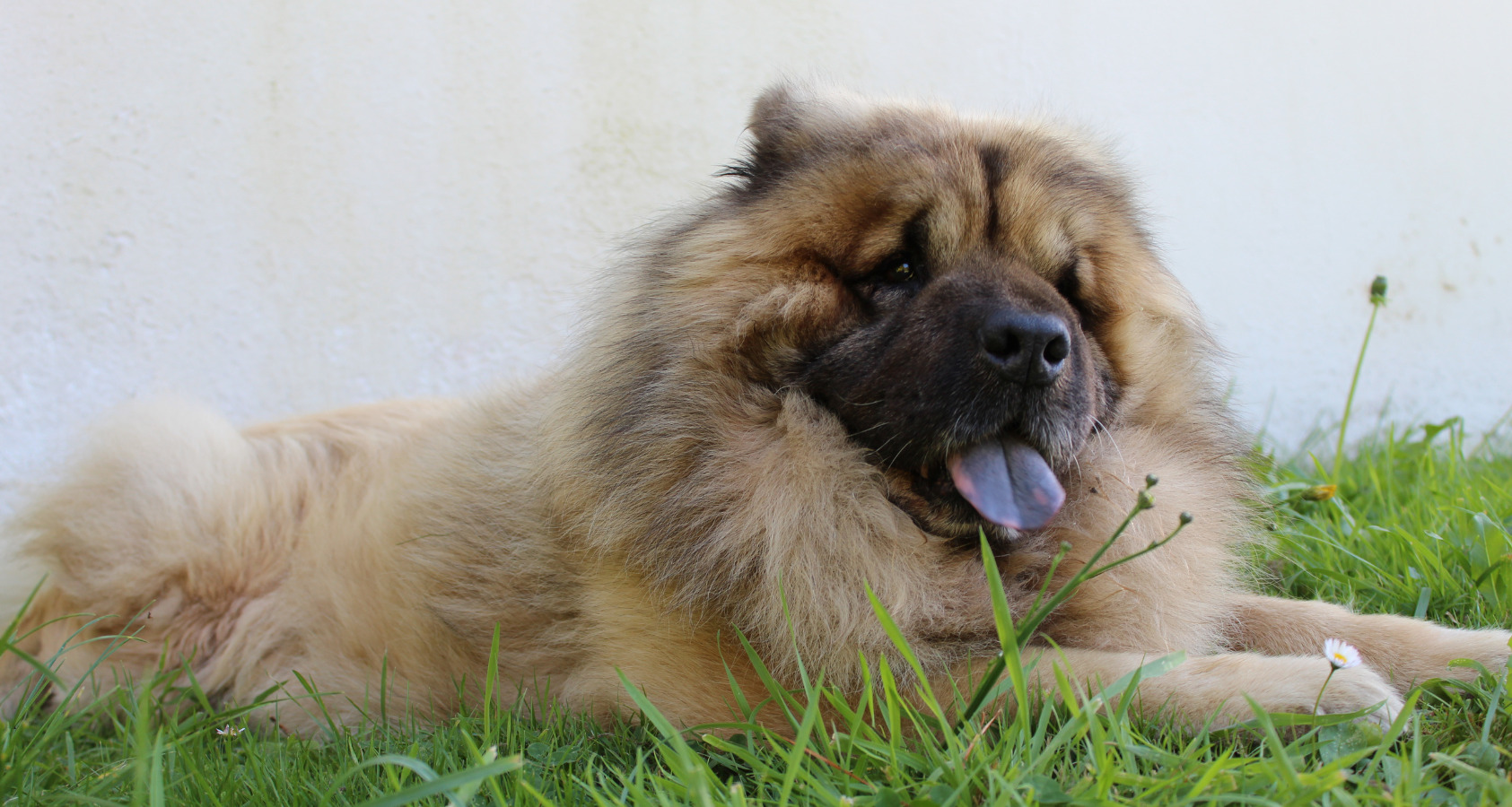 Eurasier Dog like Chow Chow