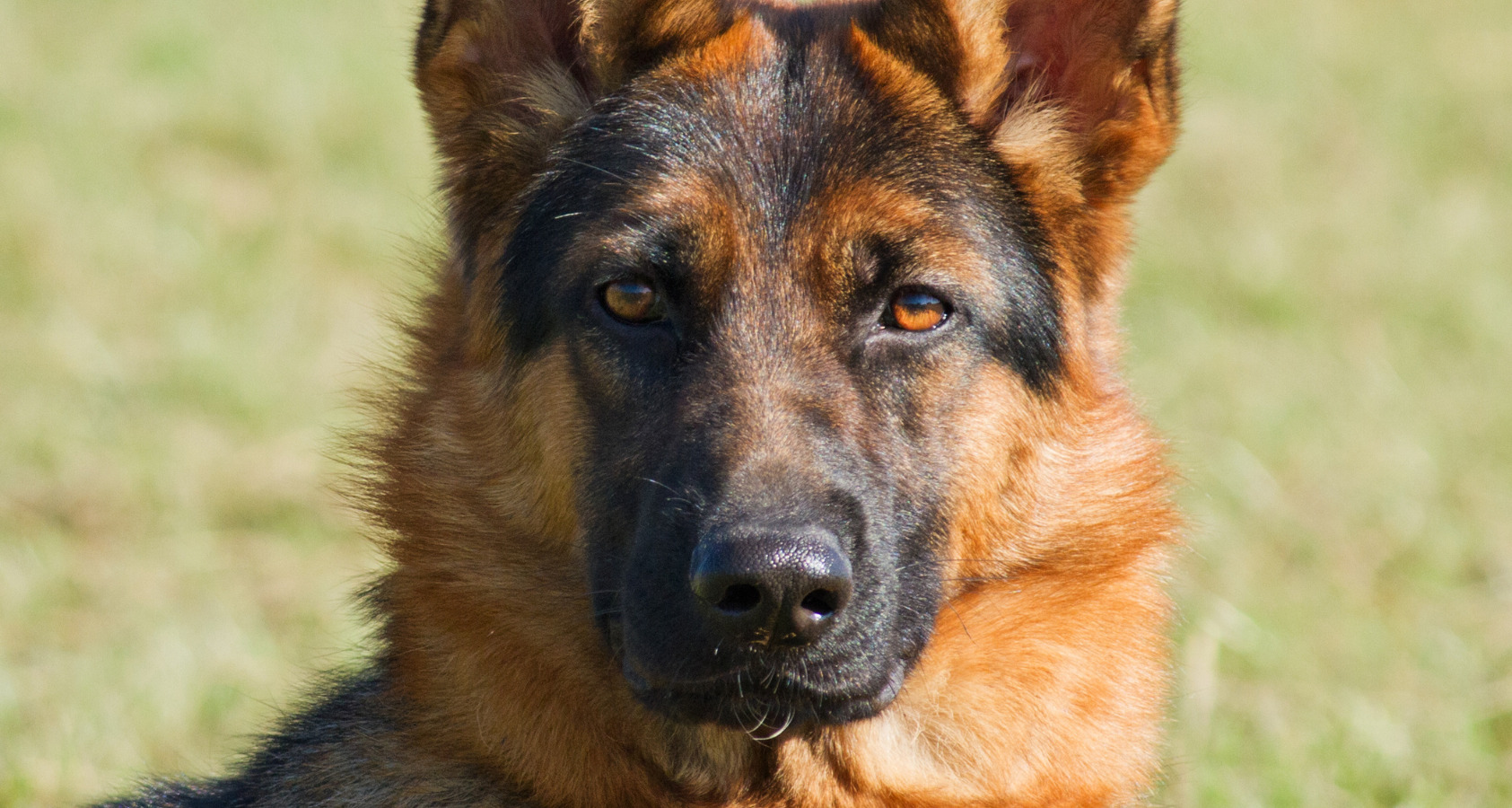 German Shepard Dog like Border Collie