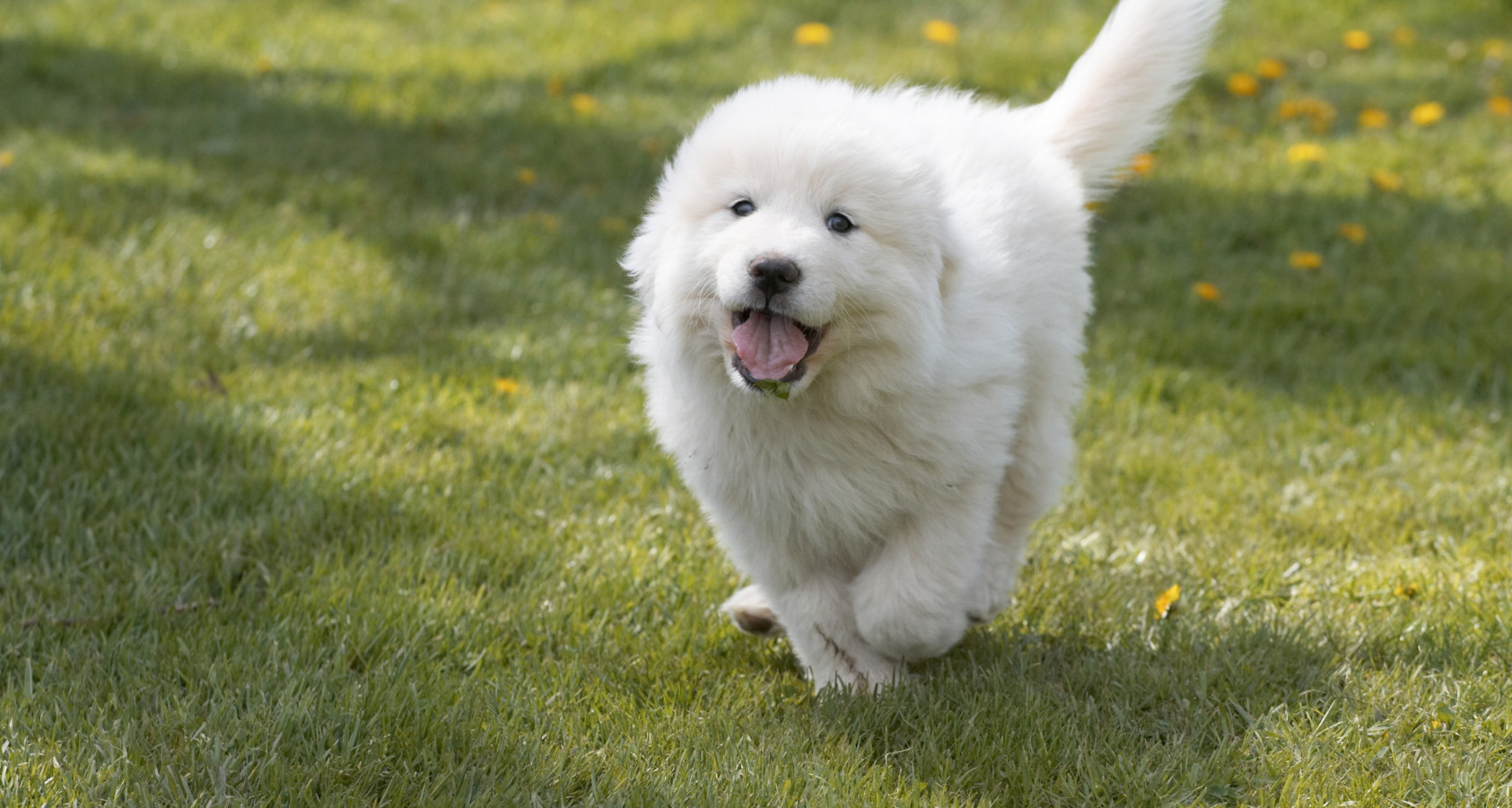 Great Pyrenees Dog like Chow Chow