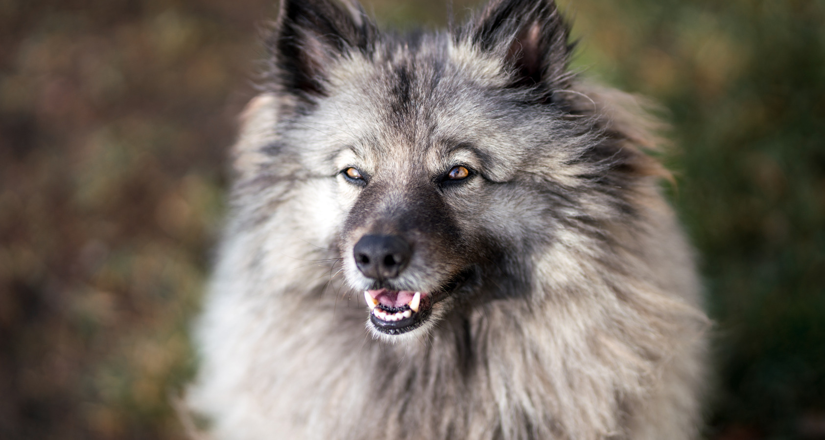 Keeshond chow chow dog looking breed