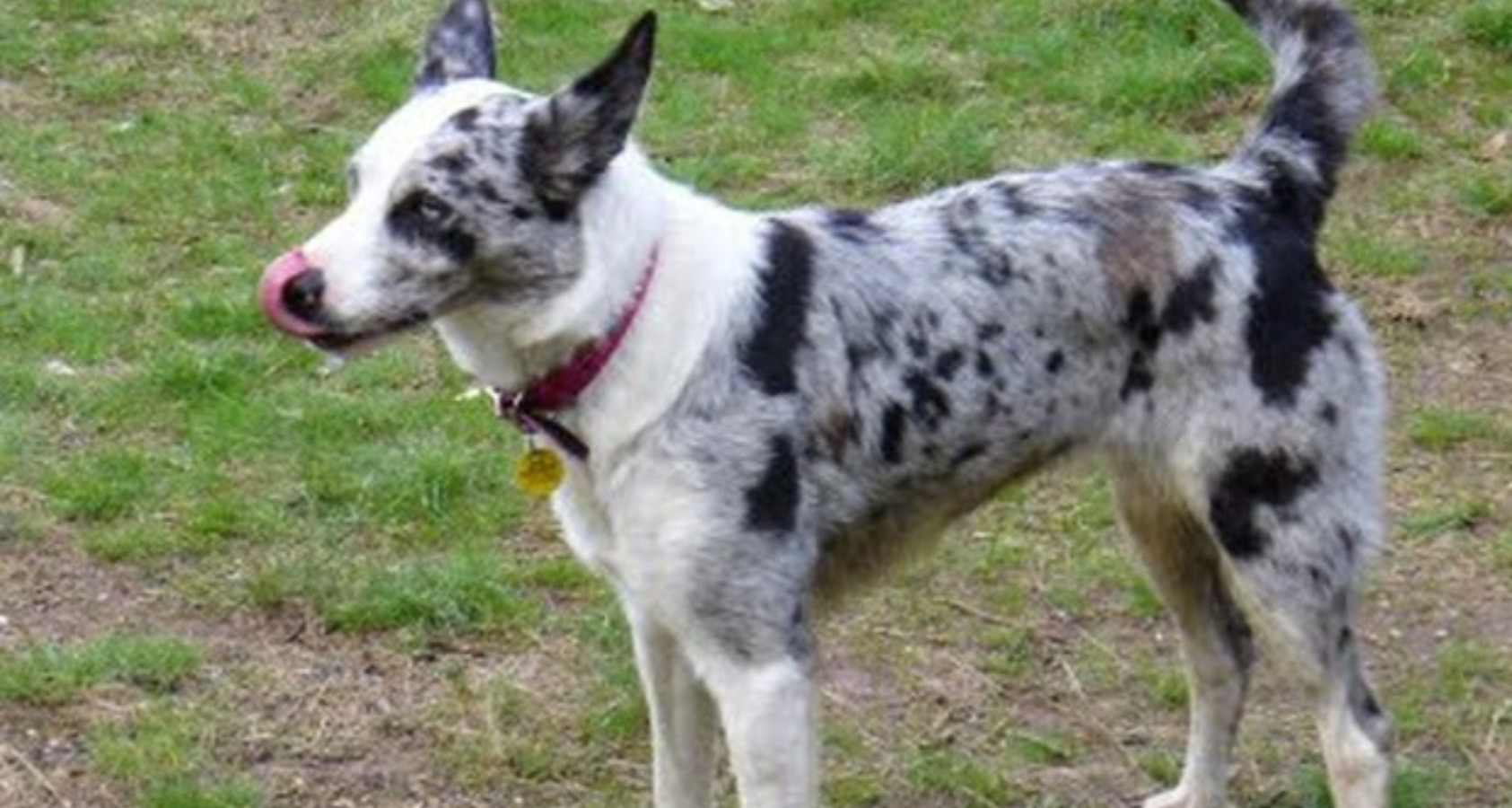 Koolie Dog like Border Collie