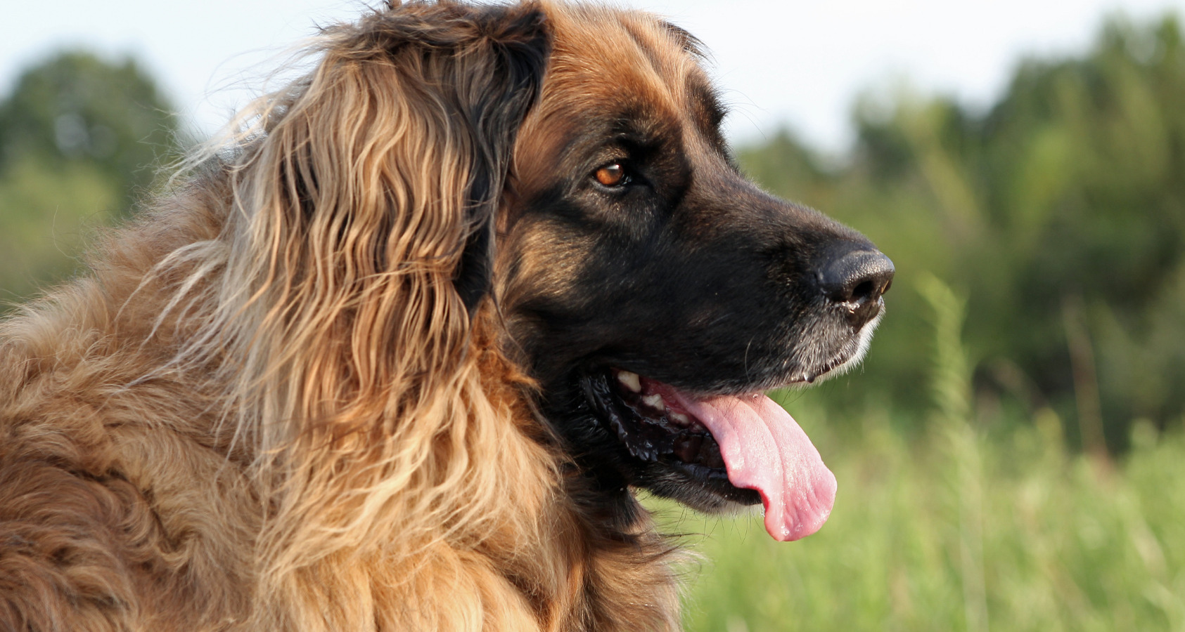 Leonberger Dog like Chow Chow