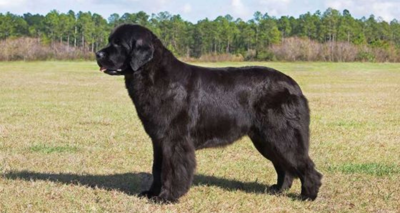 Newfoundland Dog like Chow Chow