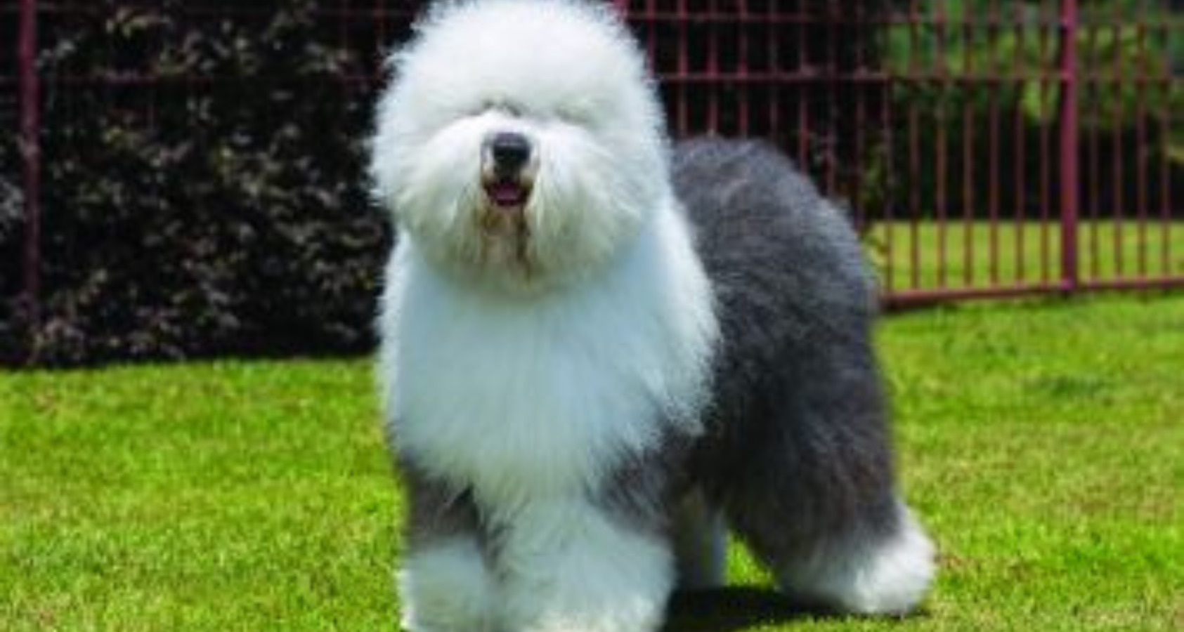 Old English Sheepdog Dog like Chow Chow