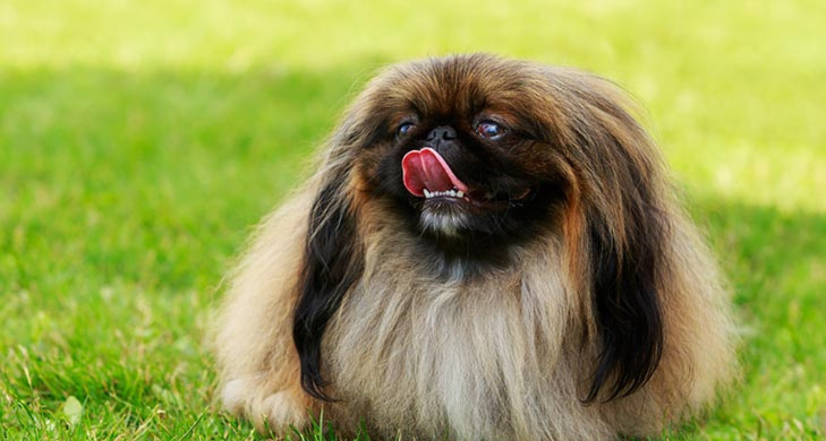 Pekingese   Dog like Chow Chow