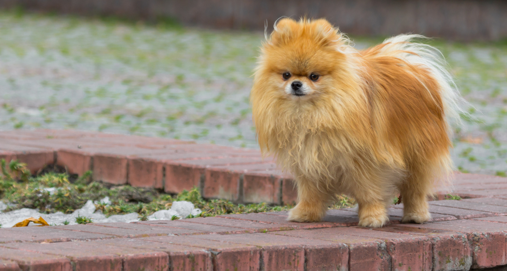 Pomeranian Dog like Chow Chow