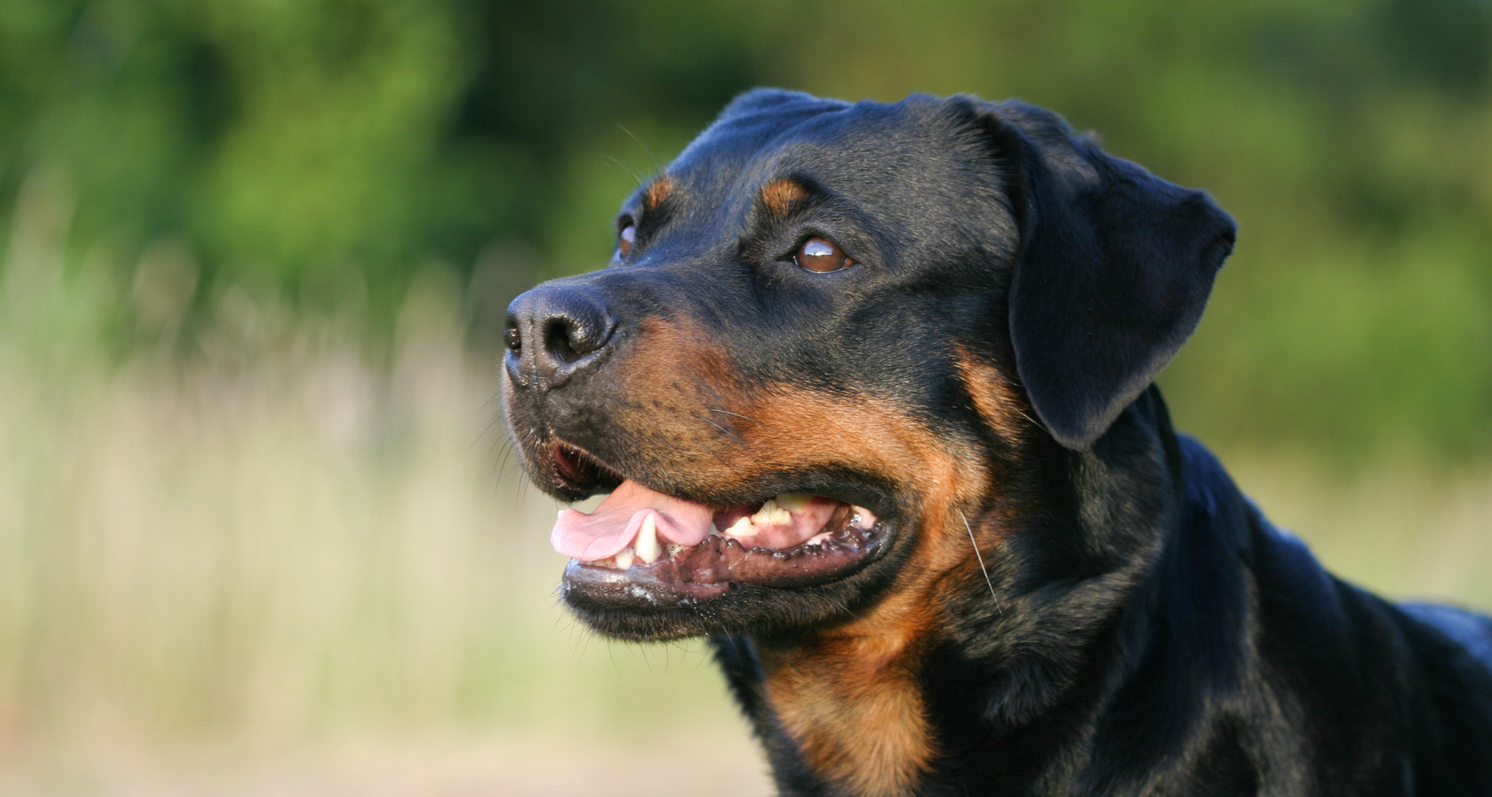 Rottweiler Dog like Border Collie