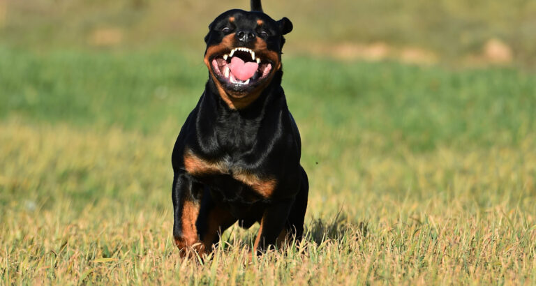 Are Rottweilers Good Guard Dogs? Protect You? 