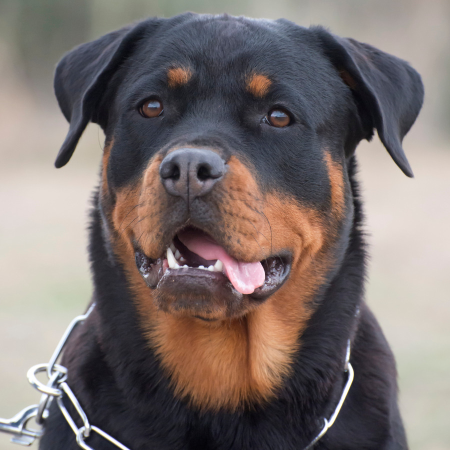 Rottweiler with neck chain