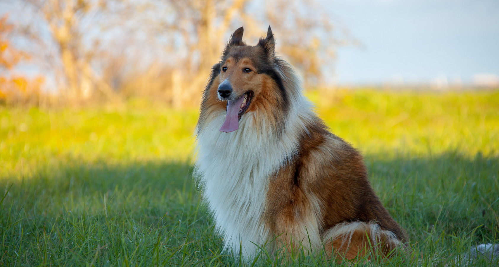 Rough Collie Dog like Border Collie