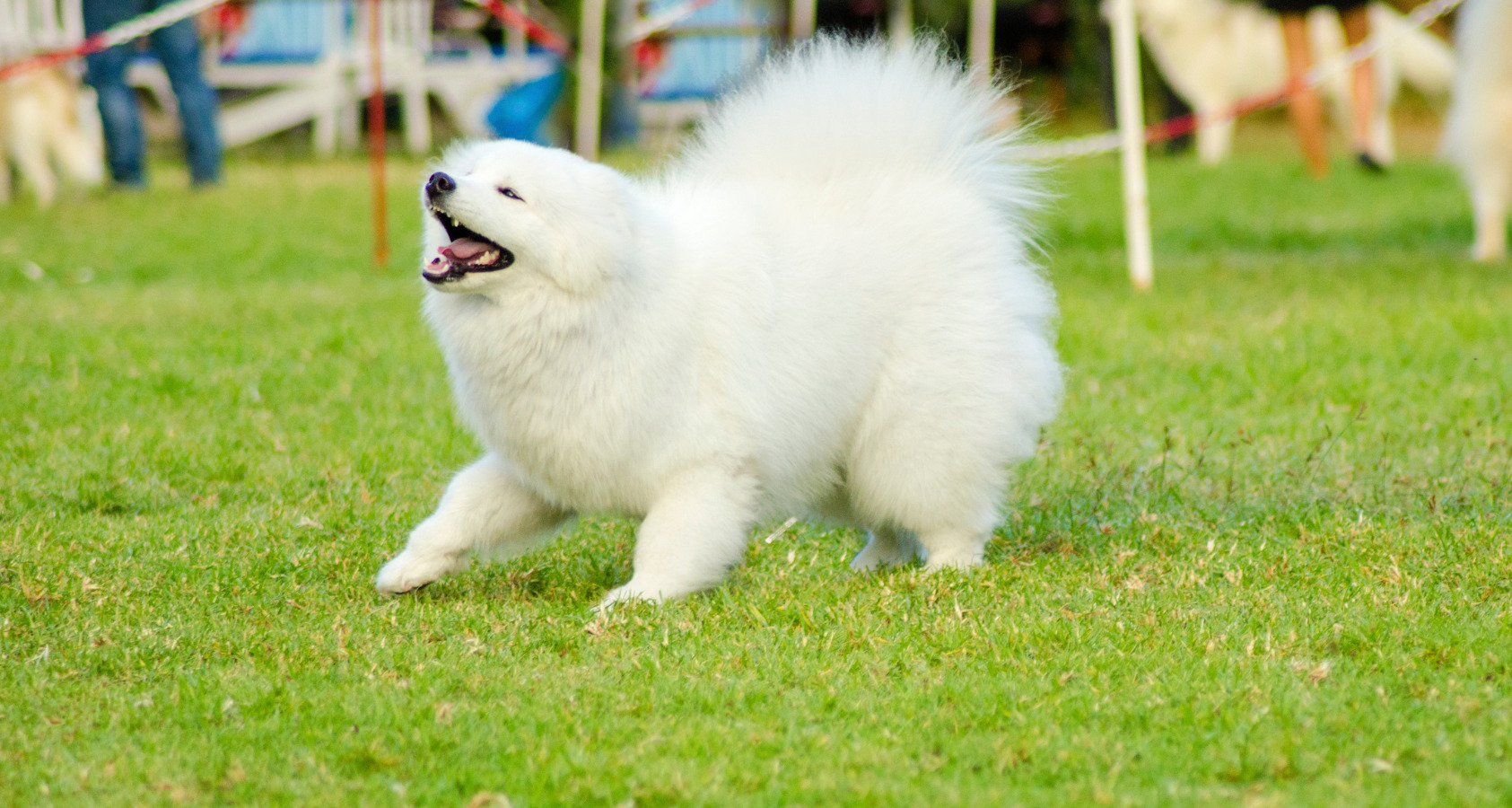 Samoyed  Dog like Chow Chow