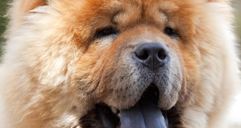 Are Chow Chows Aggressive And Dangerous? Need To Know? 
