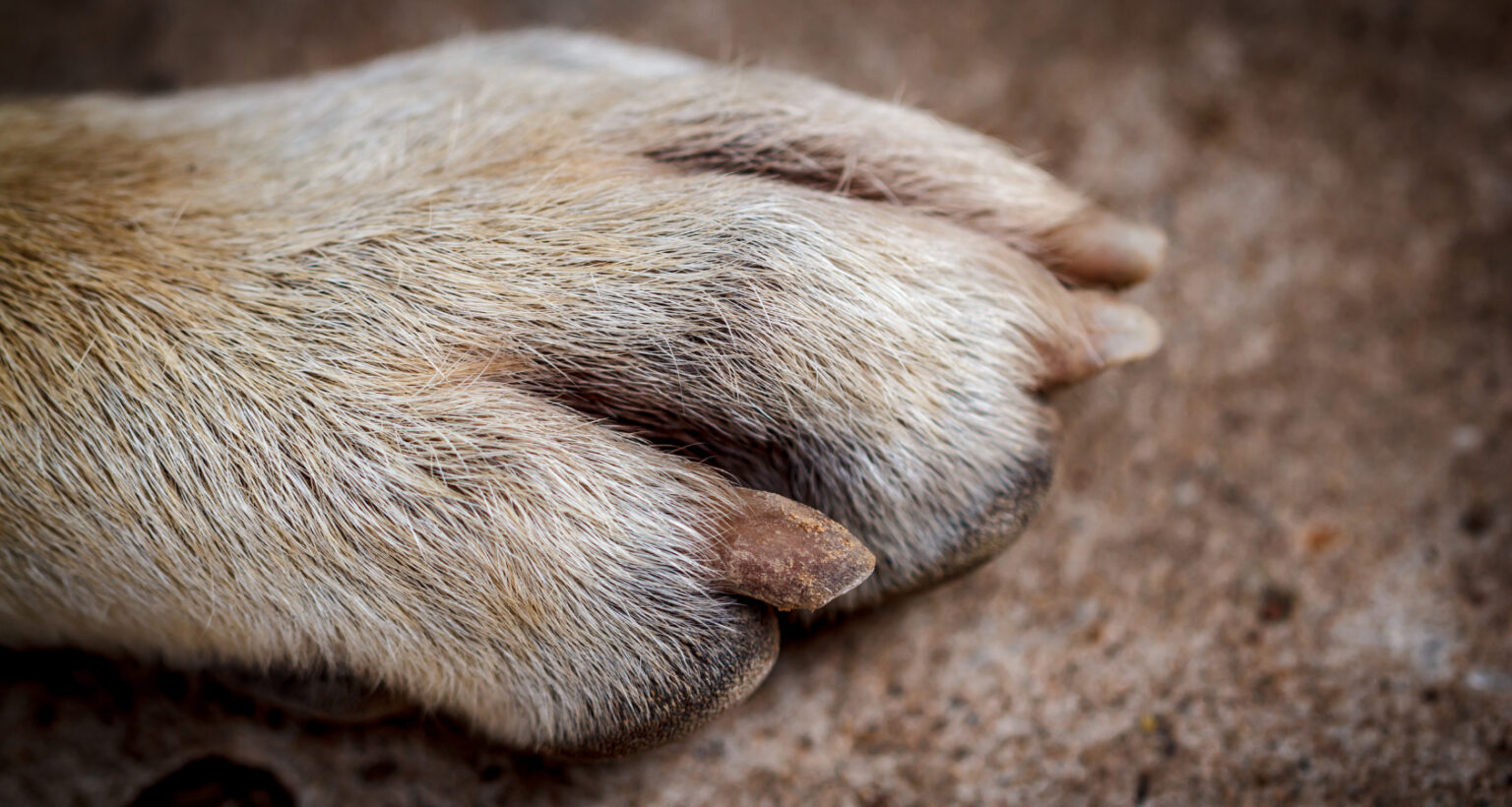 Do Dogs Dew Claws Grow Back? What You Need To Know!