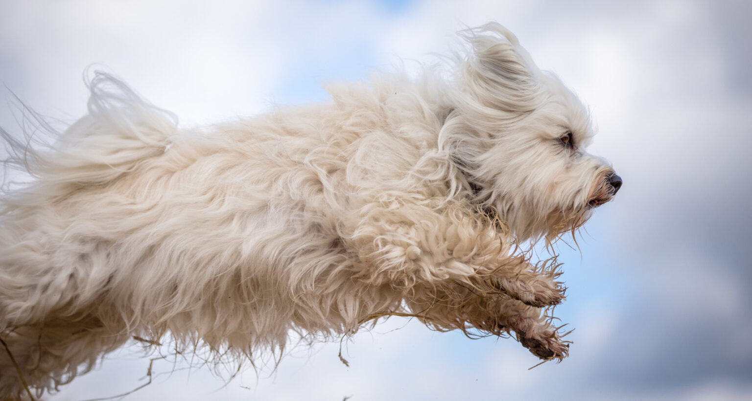 when-can-a-dog-get-pregnant-what-age-is-best-barkmind