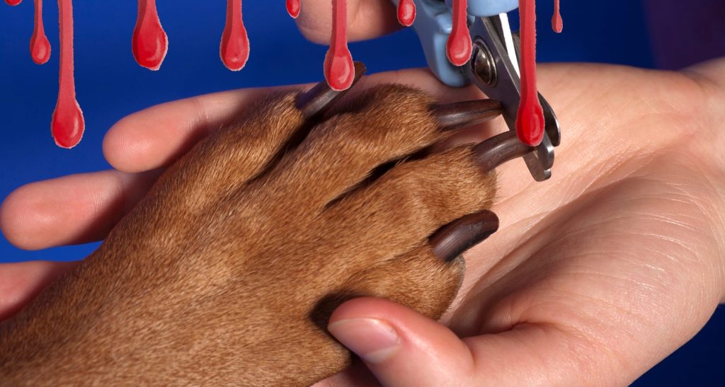 dogs nails bleeding
